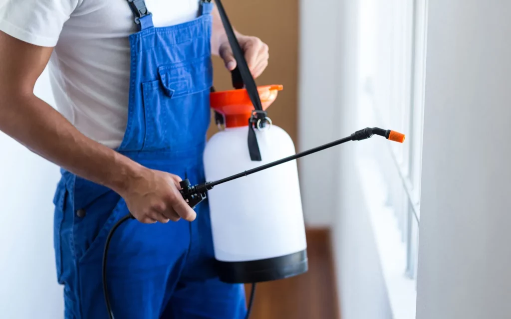 DIY or Professional Anti Termite Treatments: What’s Best For You?
