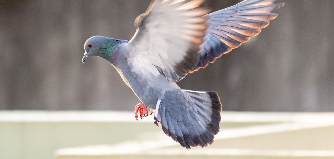 pigeons birds control