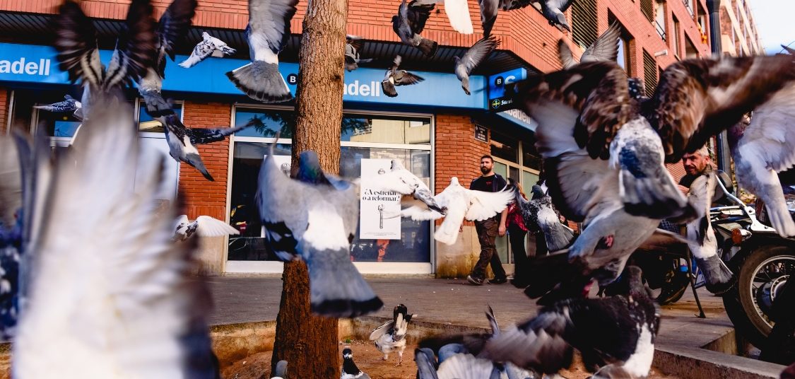 pigeons birds control