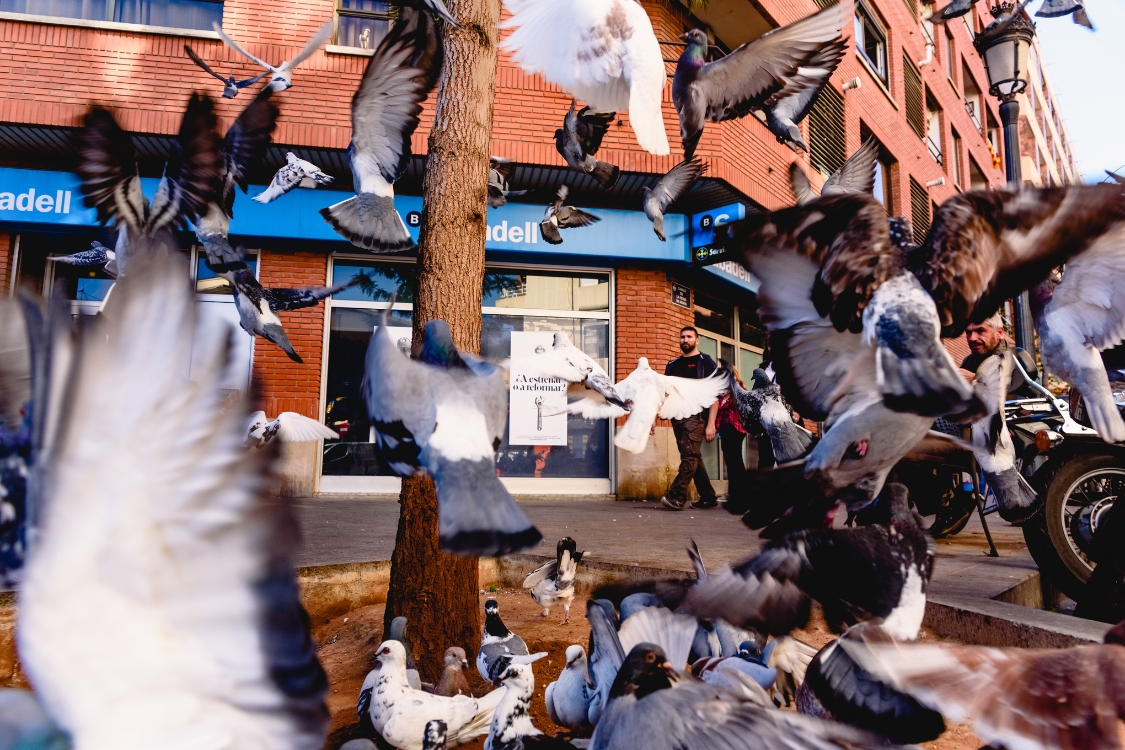 pigeons birds control