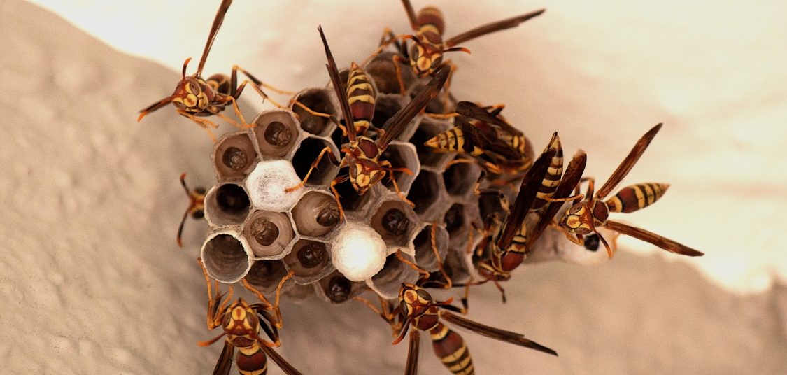 Bees Wasps Control