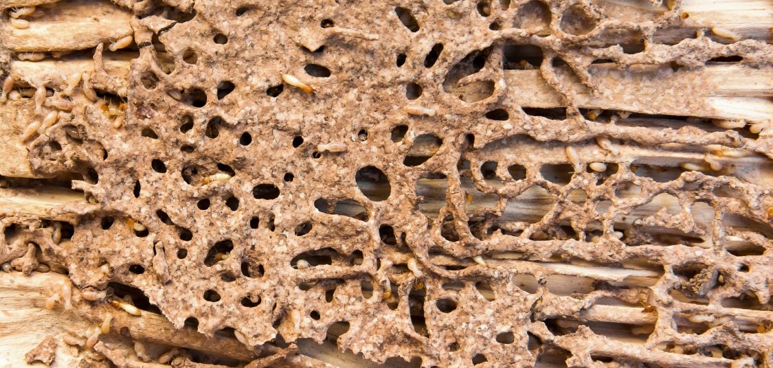 Termite Control