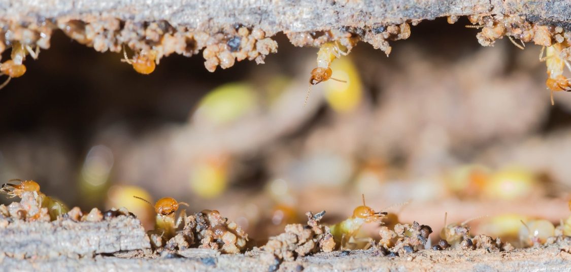 Termite Control