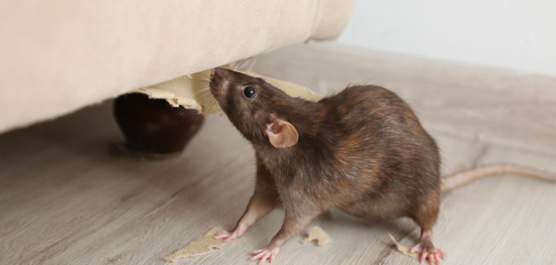 Rats Rodents Control