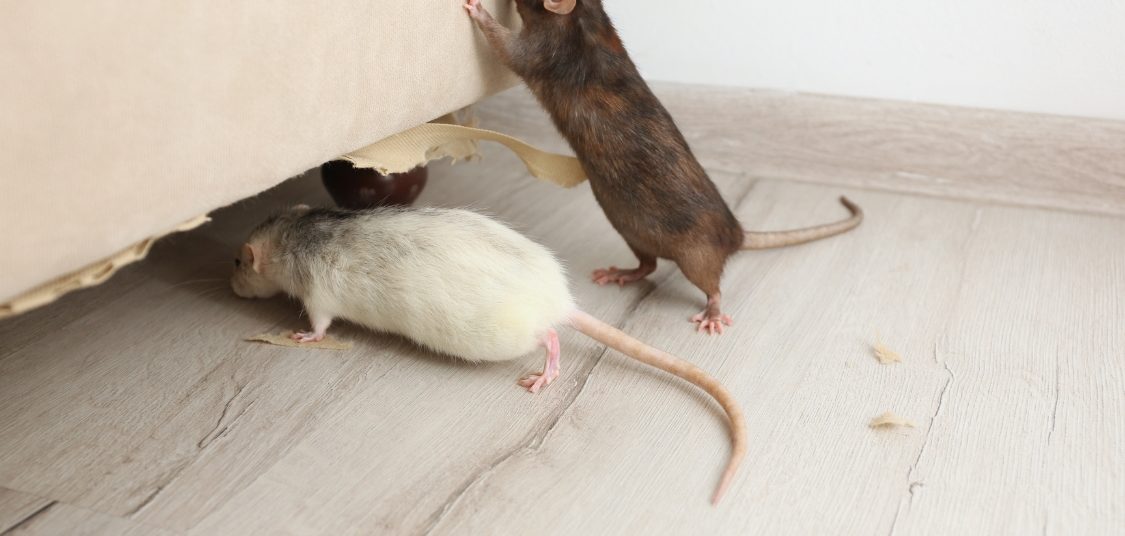 Rats Rodents Control