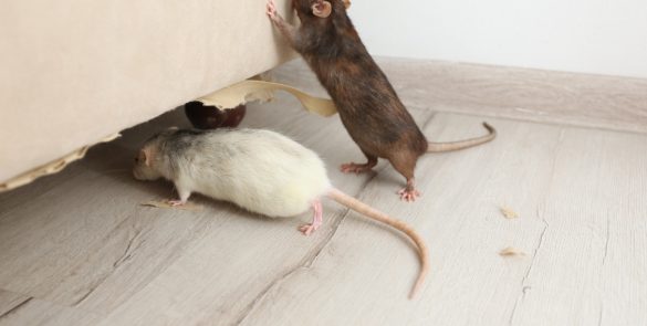 Rats Rodents Control