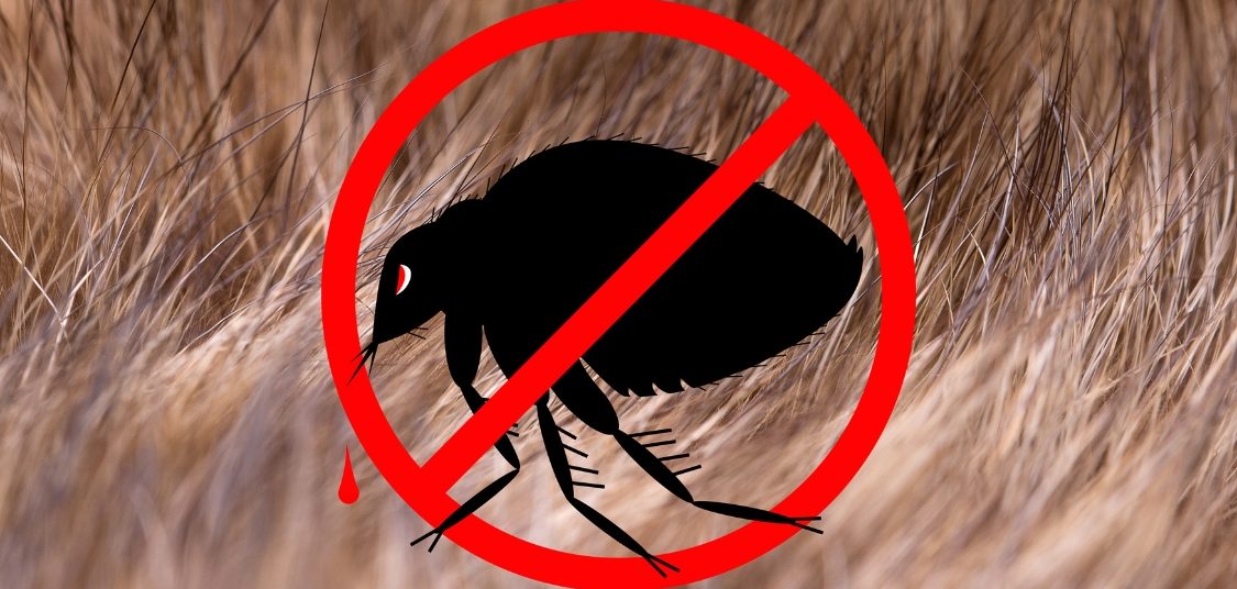 fleas ticks control