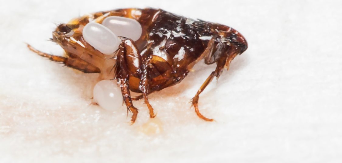 fleas ticks control