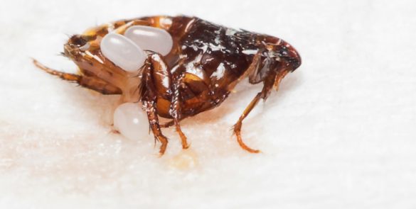 fleas ticks control