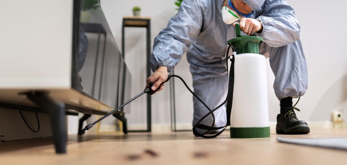 bed bugs control