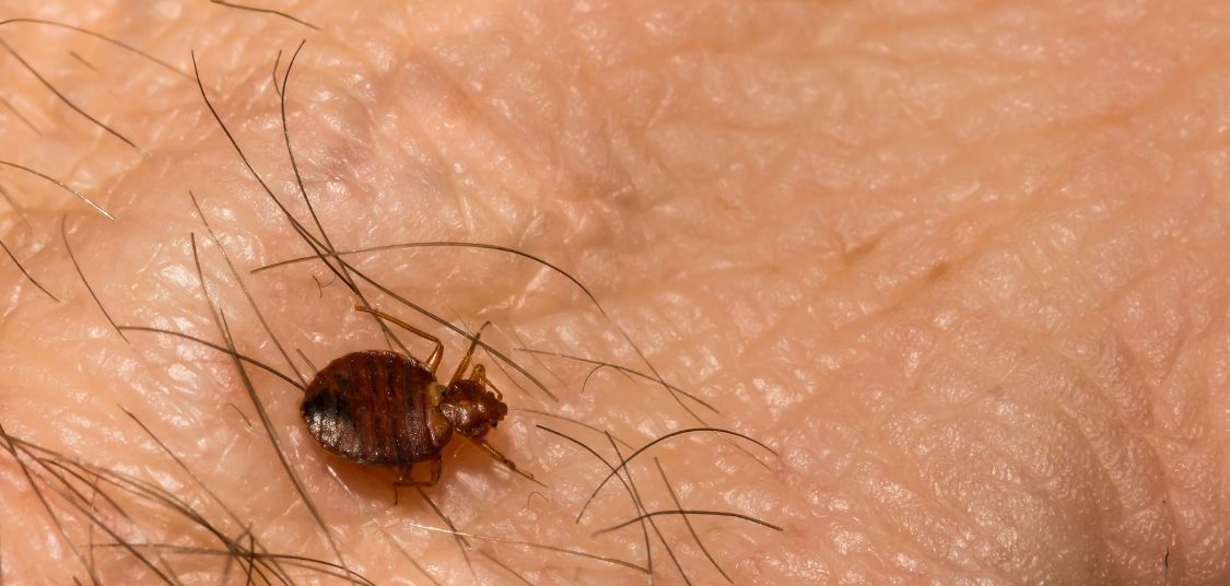 bed bugs control