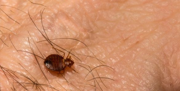 bed bugs control