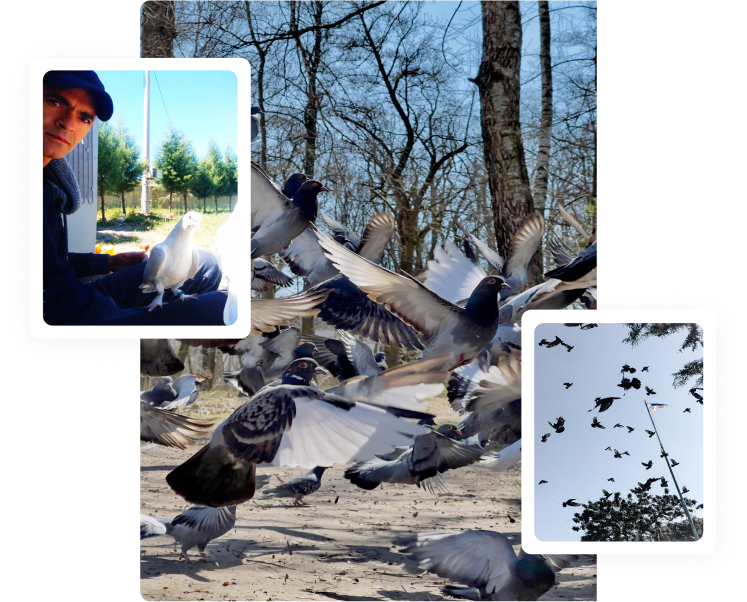 pigeons-birds-control