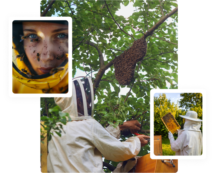 Bees Wasps Control