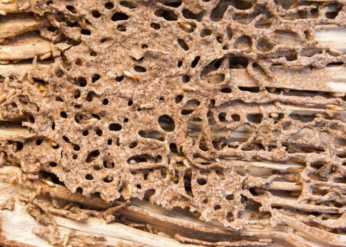 termites control