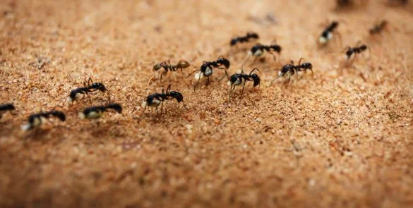 Ants Pest Control Ants Pest Control
