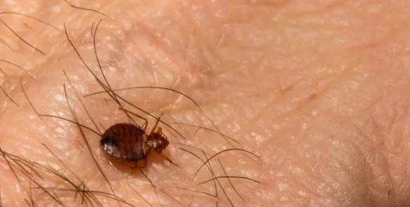 Bed Bugs Bed Bugs