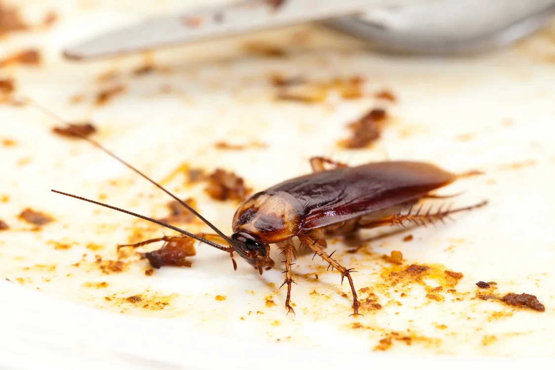 Cockroaches Pest Control in Dubai & UAE