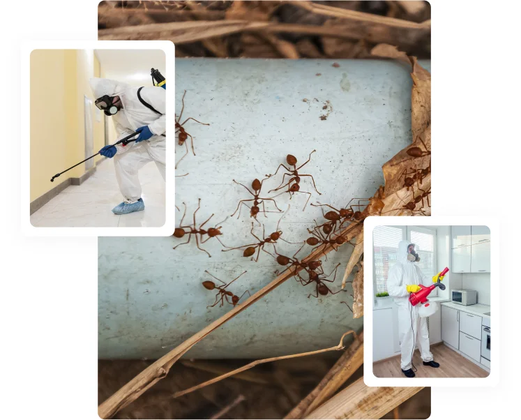 Professional Termite Control in Dubai