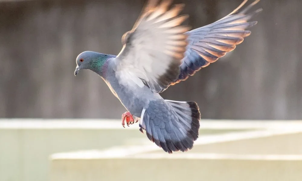 Birds Control Services Birds Control Services