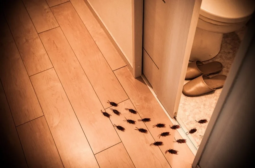 Cockroaches Pest Control in Dubai Cockroaches Pest Control in Dubai