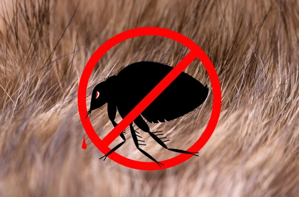 fleas ticks control fleas ticks control