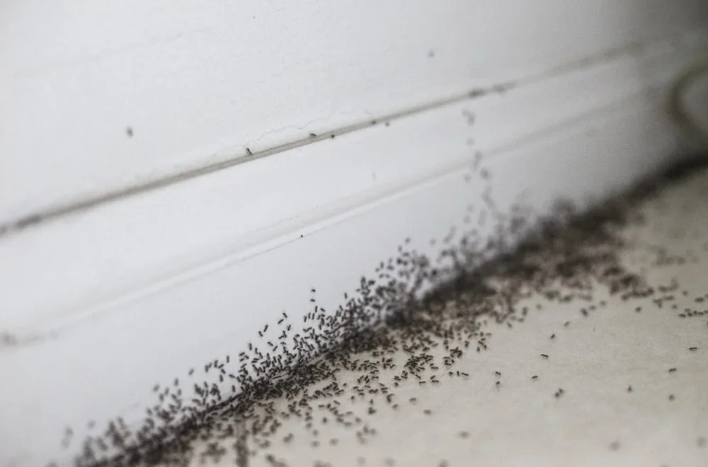 Pest Control Pest Control Dubai