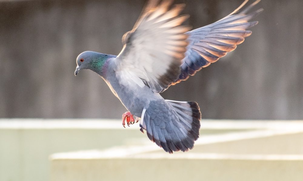pigeons birds control
