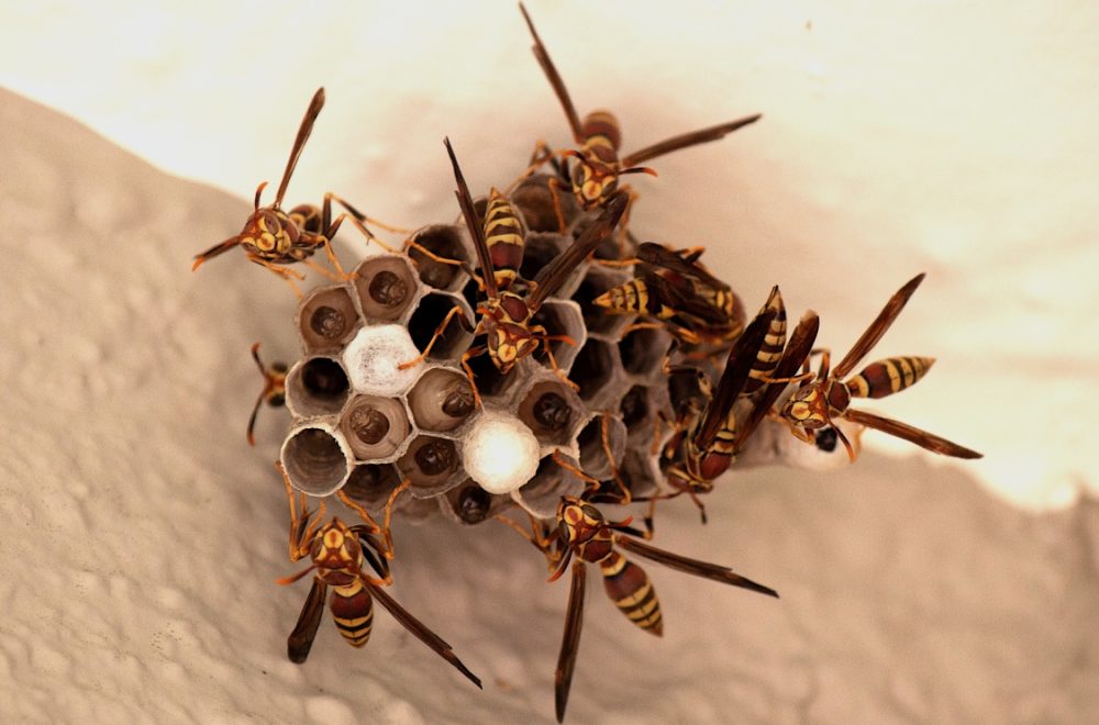 Bees Wasps Control