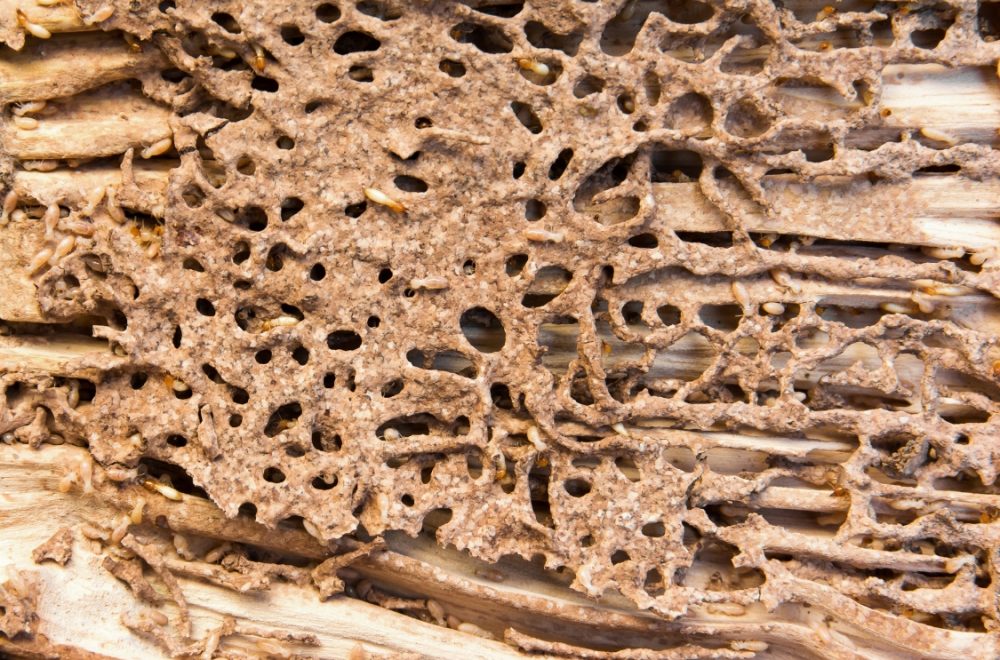 Termite Control