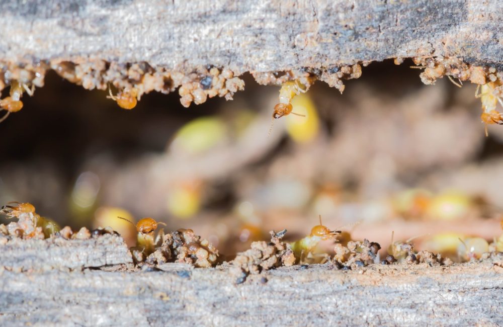 Termite Control