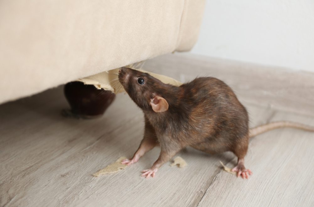 Rats Rodents Control