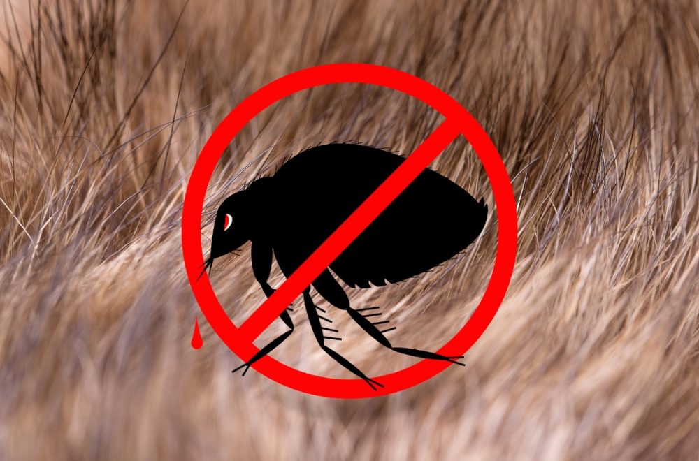 fleas ticks control