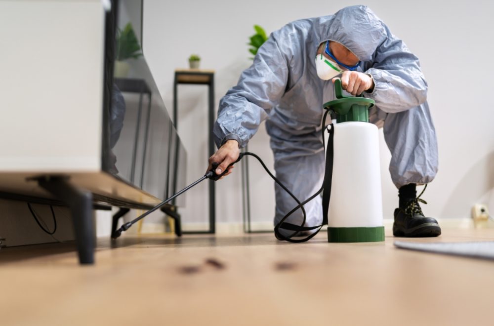 bed bugs control